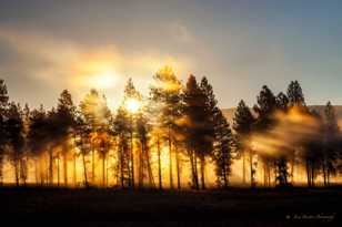 Forest Fog Sunrise-0946 Forest Fog Sunrise-0946